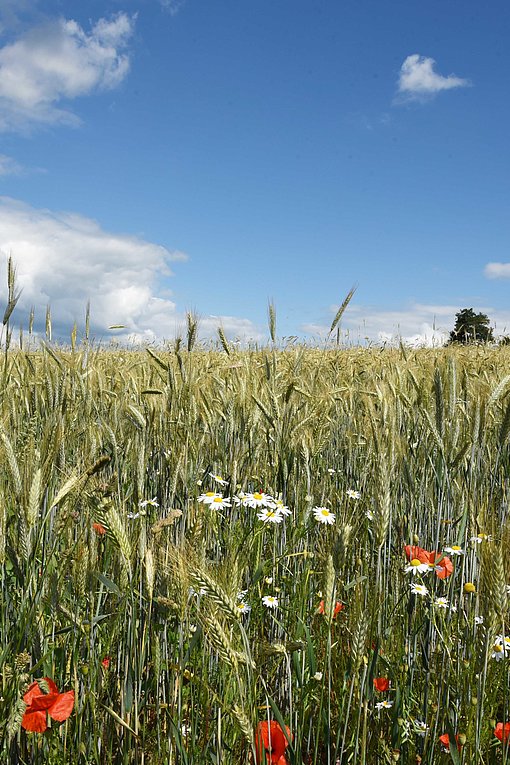 Paysage d'une prairie fleurie