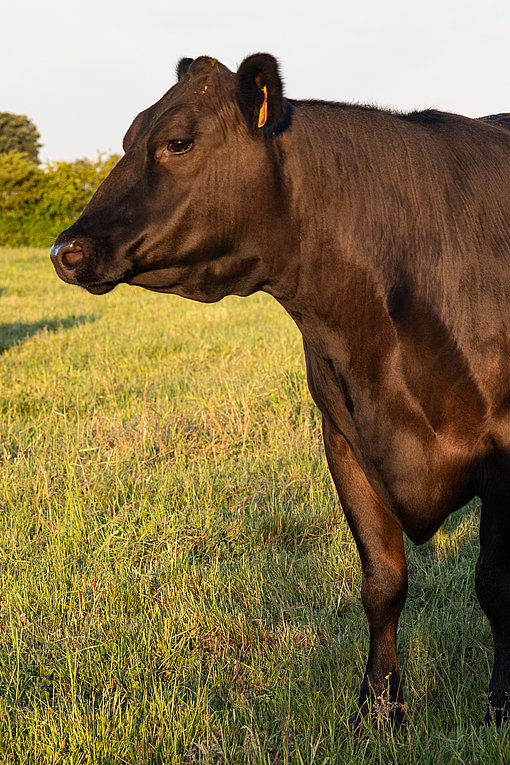 Magnifique Angus en 3/4 face regardant l'horizon depuis sa verte prairie