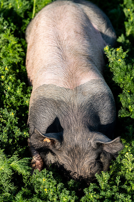 Porcelet allongé dans les hautes herbes en pleine détente