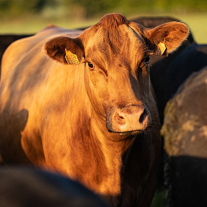 Une vache en pleine lumière parmi les autres