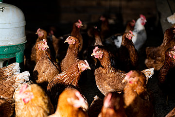 Les poules se retrouvent autour de l'abreuvoir