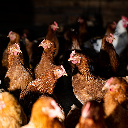 Les poules se retrouvent autour de l'abreuvoir