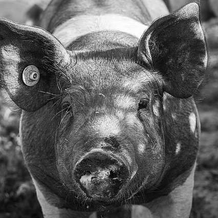 Beau cochon de face en noir et blanc regarde en direction de l'objectif